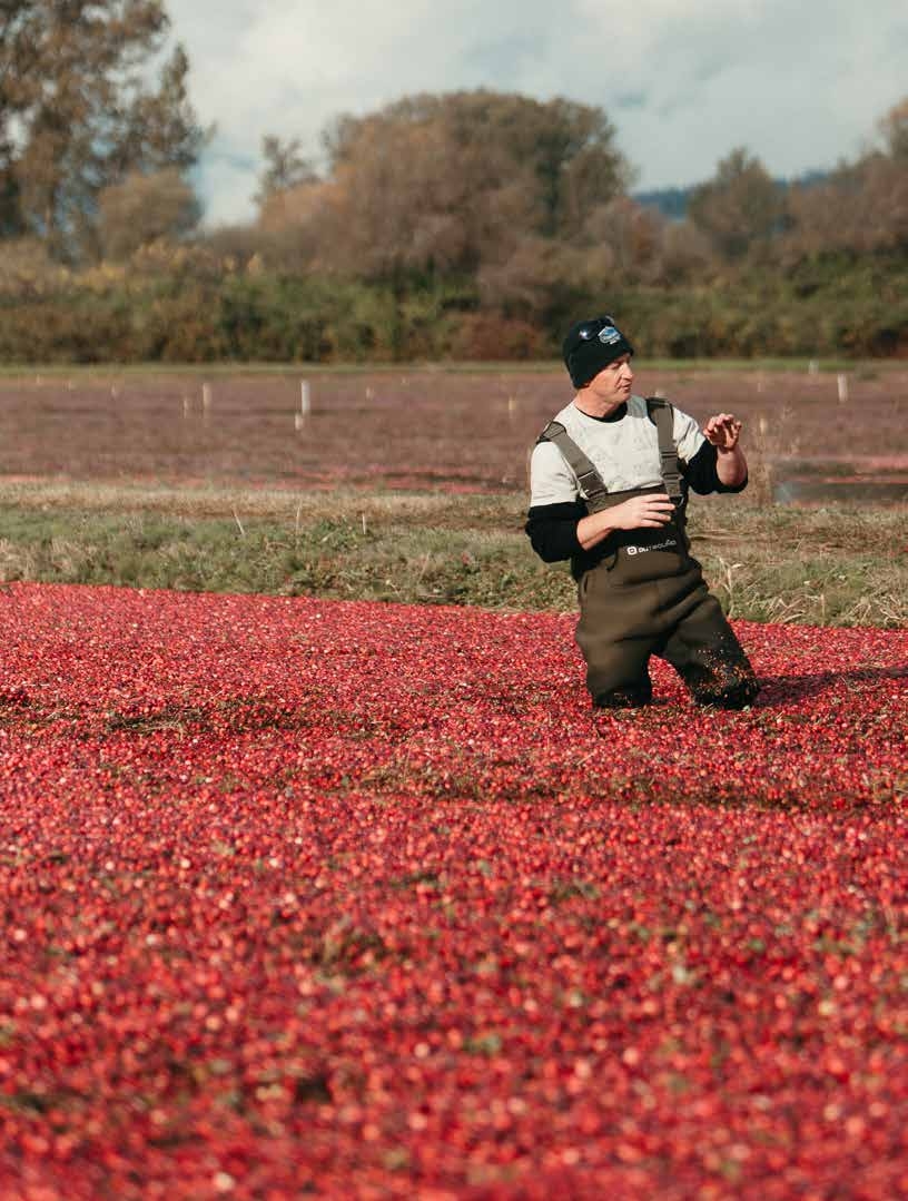 A farmer stands in a cranberry field with water and berries up to their knees. The berries are bright red with some green leaves mixed in.