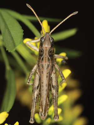 A club-horned grasshopper shown from above as it balances on a thin yellow and green plant. The grasshopper is brown overall with some black spots.