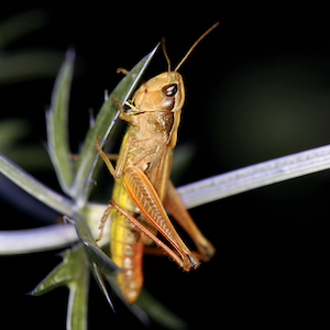 A marsh meadow grasshopper perched on a small green plant. The grasshopper is orange in colour with a yellow belly and a smaller body.