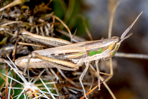 A common grasshopper sits on a cluster of small plant branches. Is it beige in colour with a small spot of green on its side.