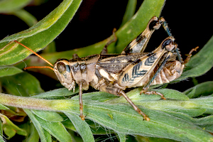 A turnbull grasshopper sits on a leafy green plant. It looks robust in size with large legs, and is brown in colour with distinctive black arrow markings on its strong legs.