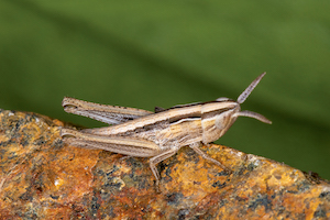 A velvet-striped grasshopper is shown sitting on a rock with leafy greens in the background. It is mostly beige in colour with a brown stripe down its side.