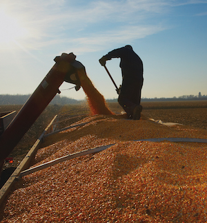 Farmer standing on top of grain while auger is filling up the grain cart during harvest