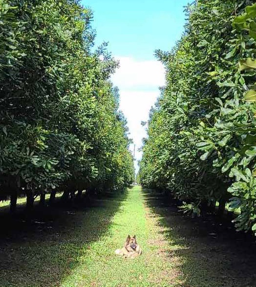 A small dog sits in green grass in a large macadamia nut orchard row. The plants are tall, tidy, and bright green.