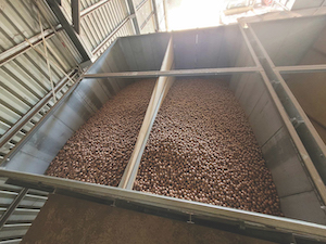 A large bin within a silo filled with macadamia nuts in their brown shells, drying.