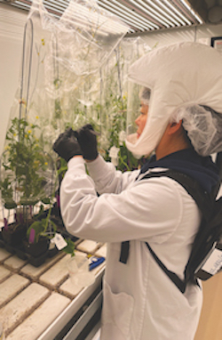 A worker in a lab is wearing a white protective suit as they work on developing new hybrids. There are plants on a work table in front of them that they are inspecting.