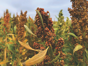 A quinoa crop growing in a field. The leaves are green and healthy, with the quinoa plants thriving with orange foliage.