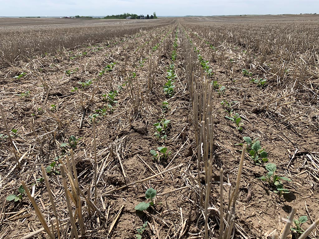 Seedling establishment in canola