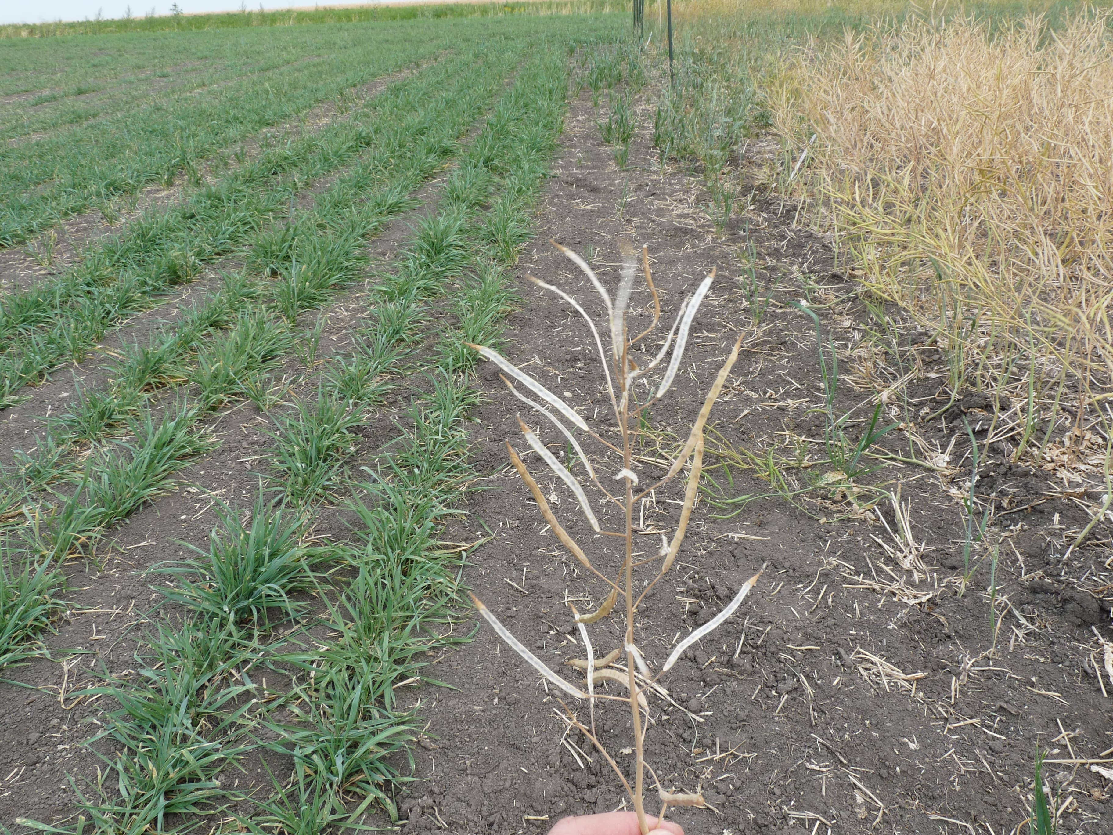 A canola plant is being held in a farmer’s hand, and the pods of the plant are shattered.