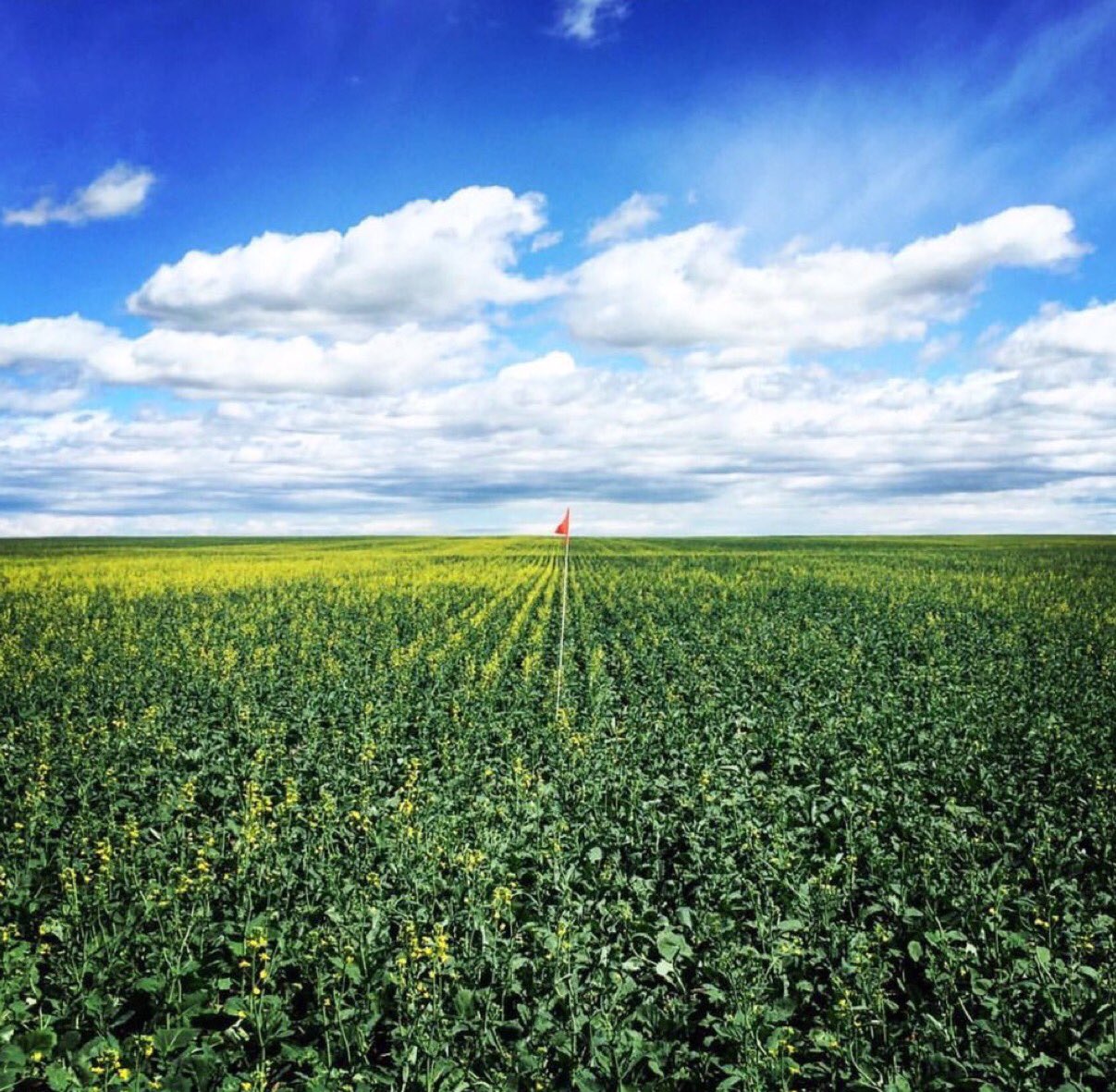 A vast mature green canola field is shown with neat rows going off into the blue horizon.