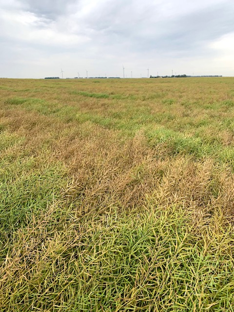 A canola field with patches of yellow plants among the green. This image showcases the different stages of canola plant maturity.