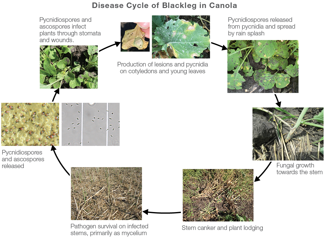 Circular diagram of disease cycle of blackleg in canola