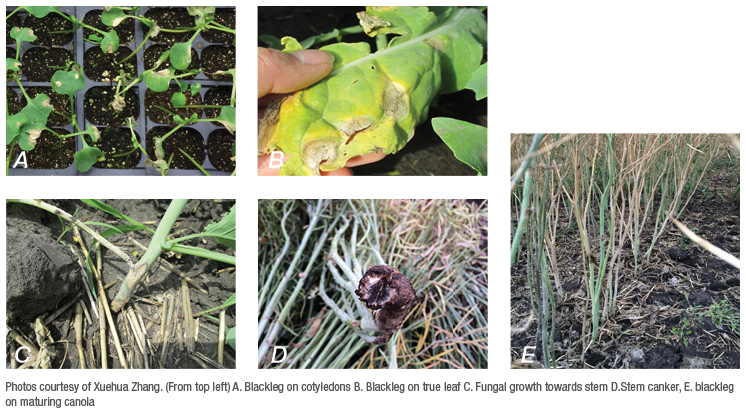 Visual examples of blackleg symptoms through canola growth stages (5 images labeled A through E)