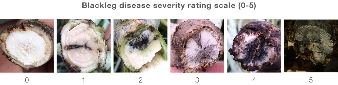 Example sequence of blackleg disease severity (0-5)