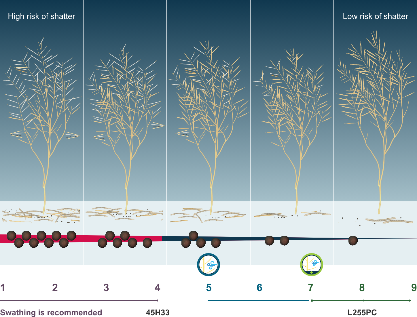 Relative Shatter Performance of Canola Under Pressure