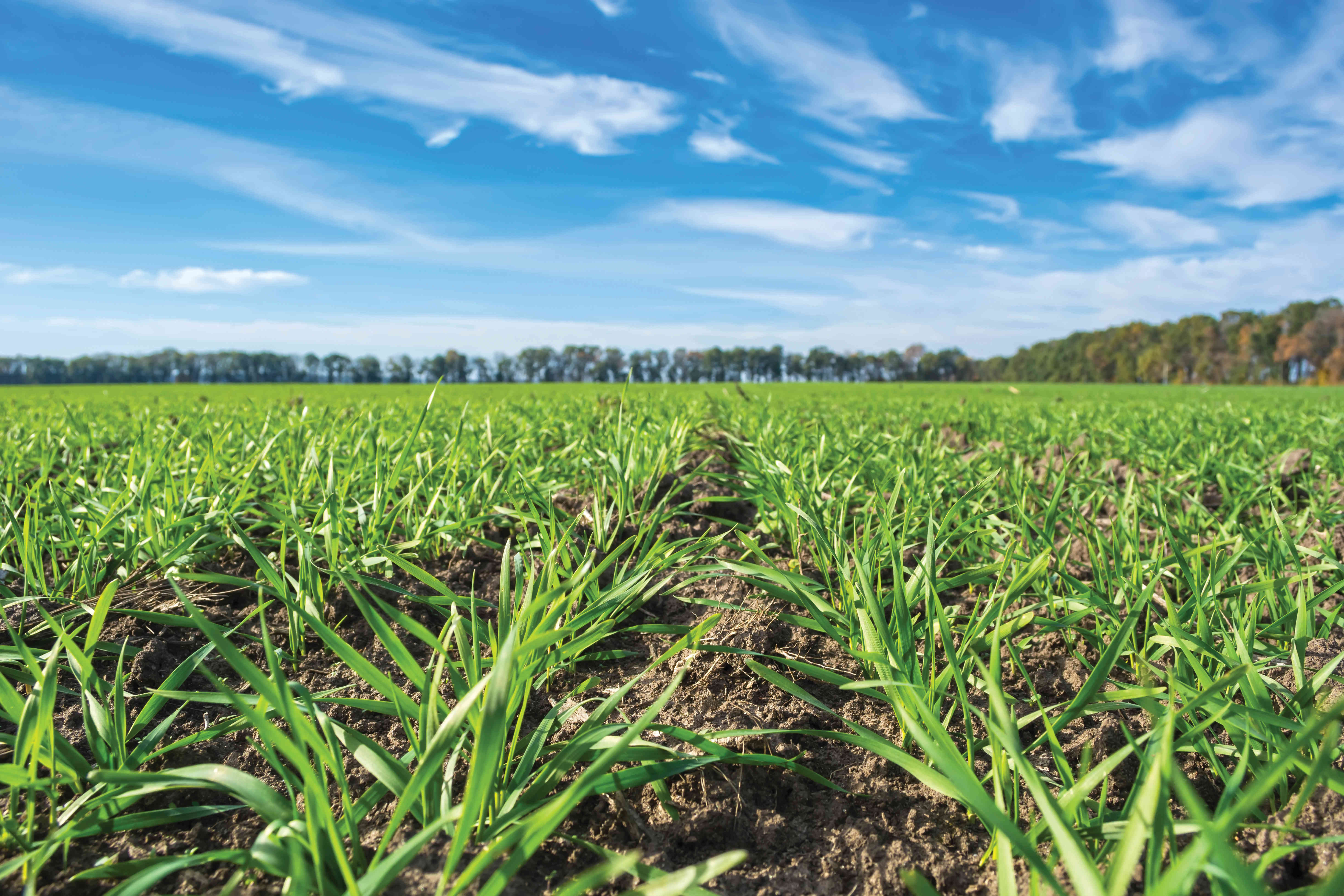 Rows of sprung winter wheat on a field under a blue sky with clouds.