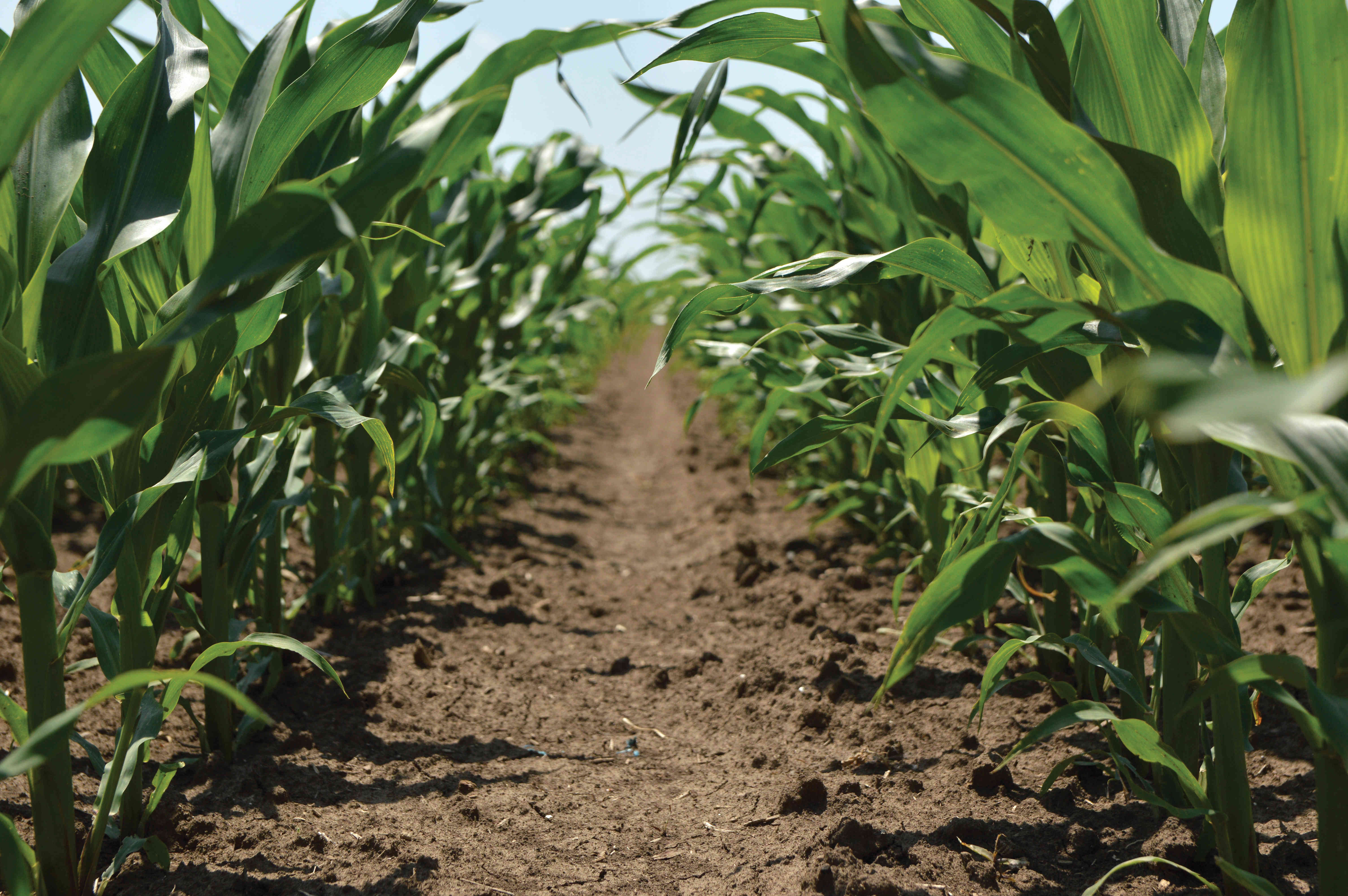 A close-up view of a cornfield with a narrow path between two rows of tall, green corn plants under a clear sky.