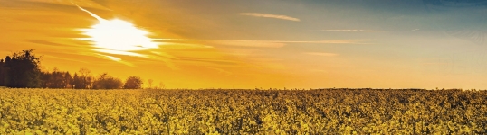 canola field at sunset