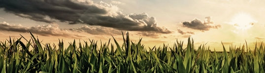 landscape of corn field