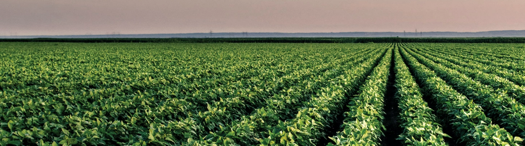 Green crops in the field