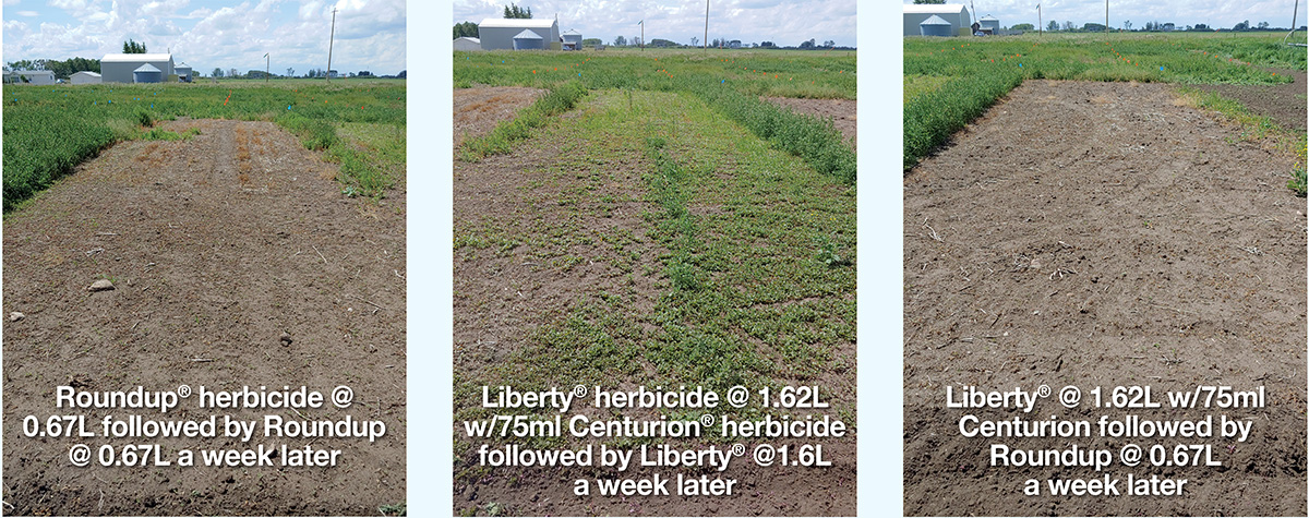 Canola crop image