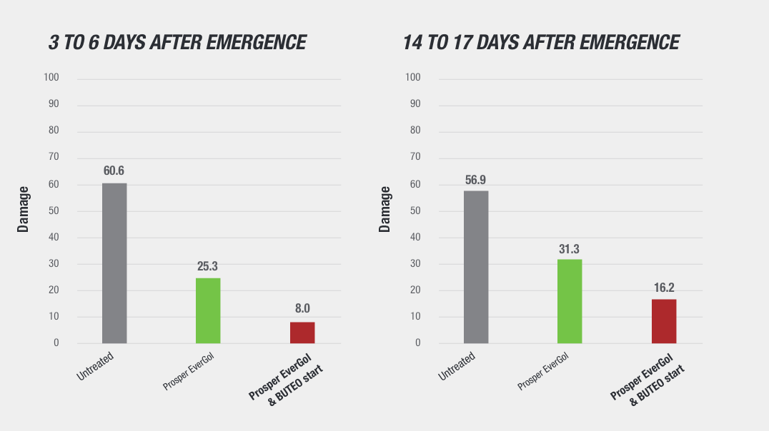 Two bar charts showing BUTEO start as a superior product by performance in comparison to two other options (Untreated and ProsperEvergol).