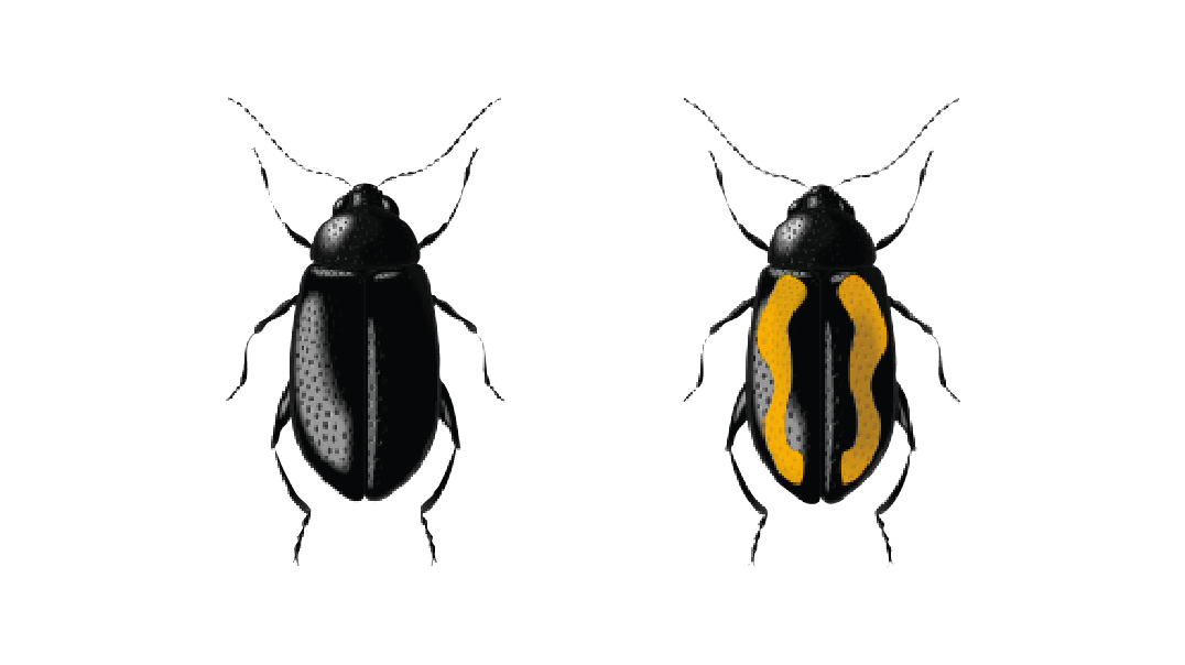 Striped and crucifer flea beetles