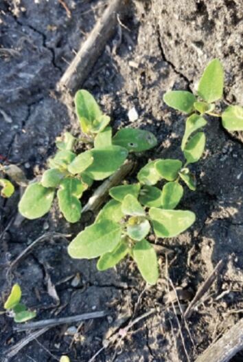 A lamb’s quarters weed stands healthy and green in dark soil with three individual short plants, each with several leaves. 