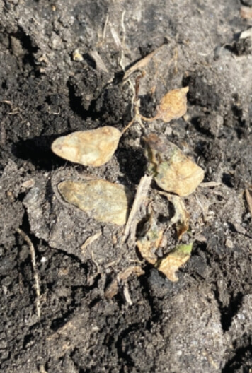 A lamb’s quarter weed has been treated with herbicide and lays dead on dark soil. Its leaves are brown, yellow and lifeless. 