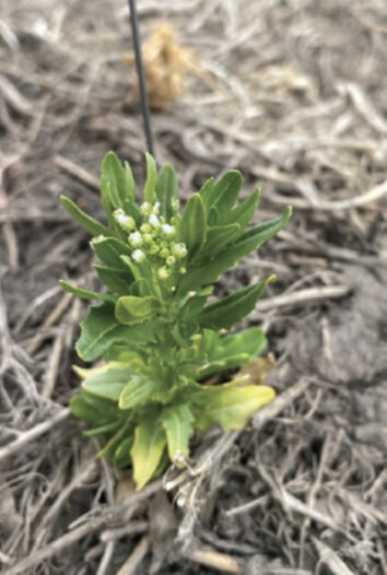 A short stinkweed plant growing from dark soil. The plant is healthy with vibrant green leaves and small white flowers.