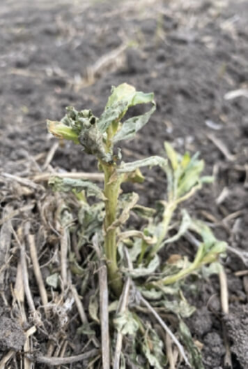 A stinkweed plant stands in dark soil. It is shriveled up, with its leaves dry, discoloured and dying as it withers away.