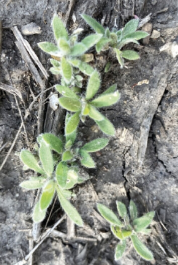 Six short, small kochia weeds are clustered together, growing from dark soil. Their leaves are fanned out, green and healthy.  