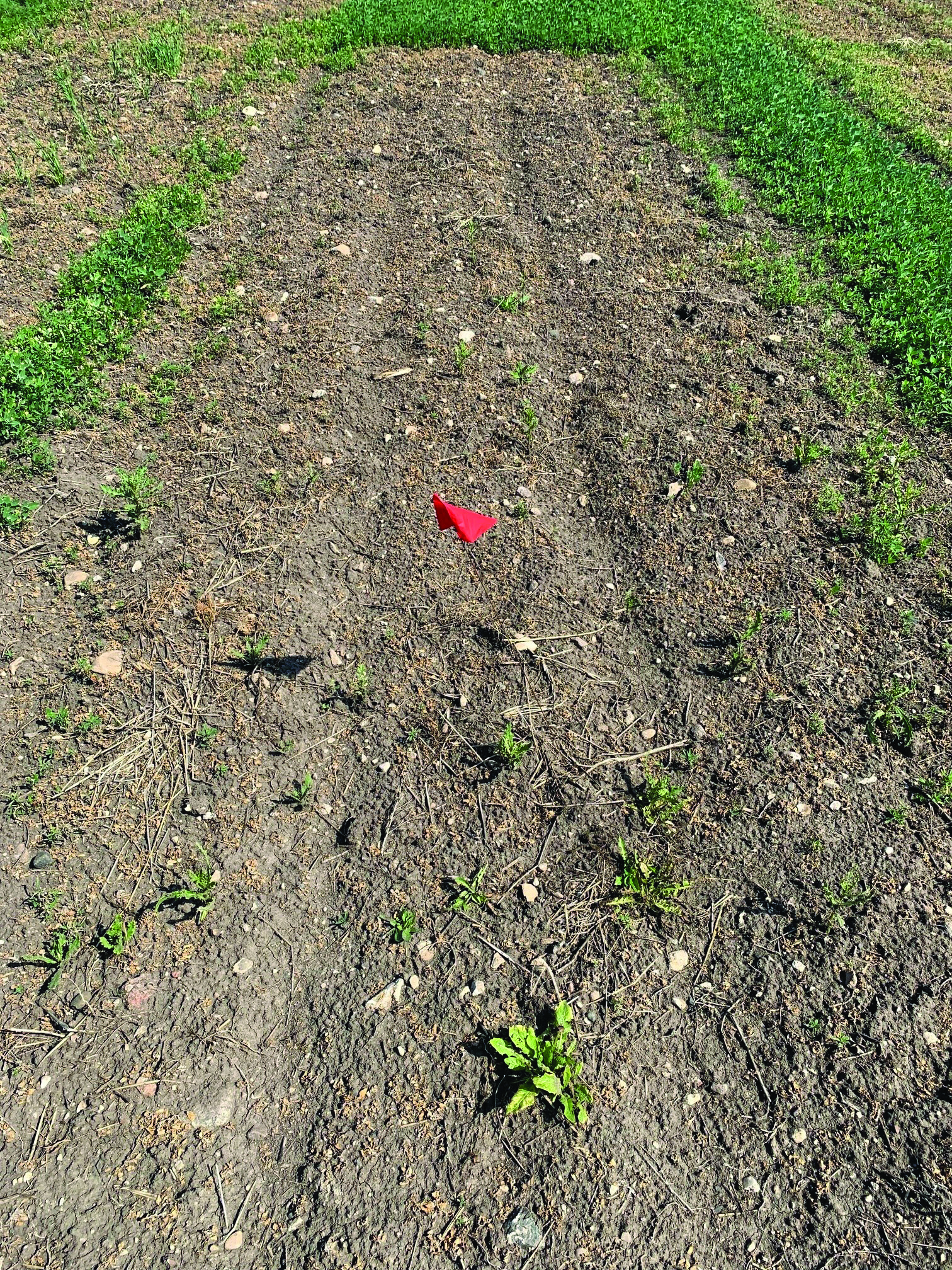 A small area of a field with a small red flag in the soil. It is almost free of weeds with the brown soil visibly cleared. 