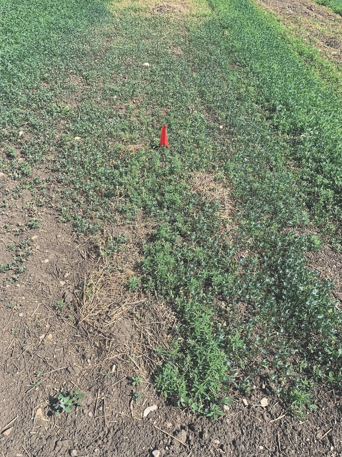 A small area of a field with a small red flag in the soil. It has some broadleaf weeds, but many patches are dry and dying. 