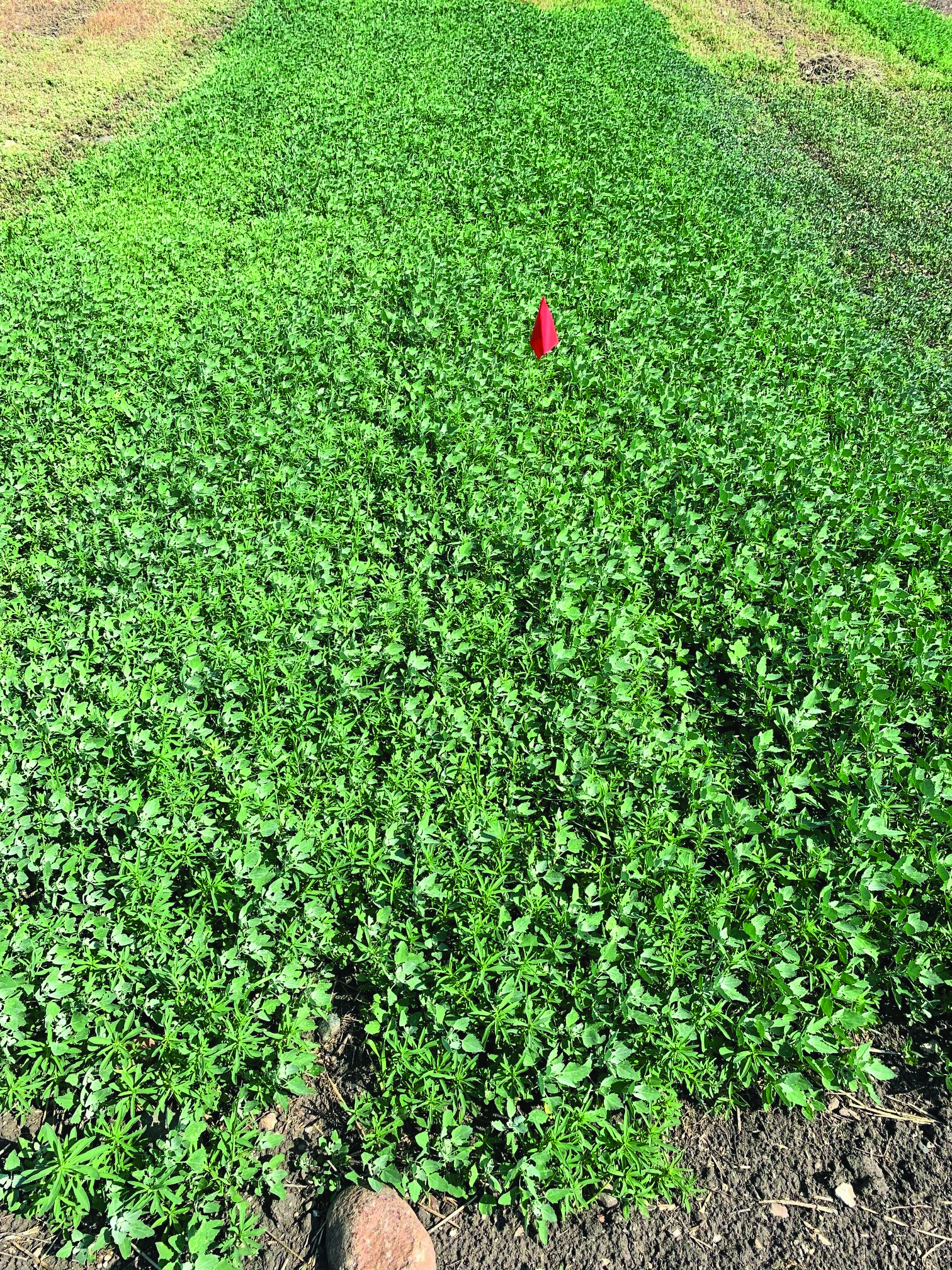 A small area of a field shown from above, with a small red flag in the soil. It is covered in healthy, green broadleaf weeds. 