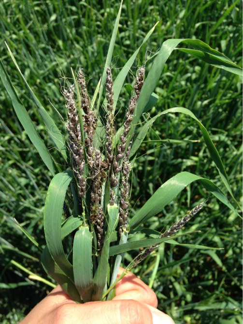 Smutted wheat heads – seed treatment data by Bayer Market Development