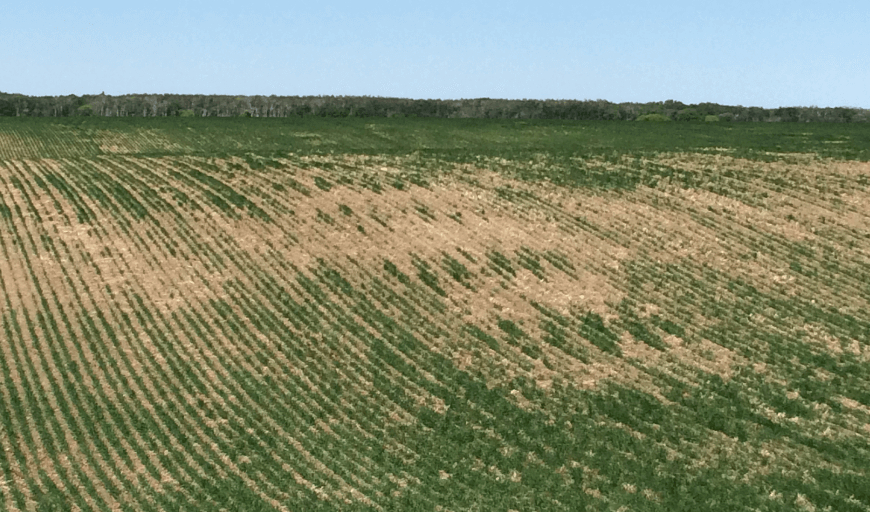 Wheat field with wireworm damage on a hillside – seed treatment data by Bayer Market Development 