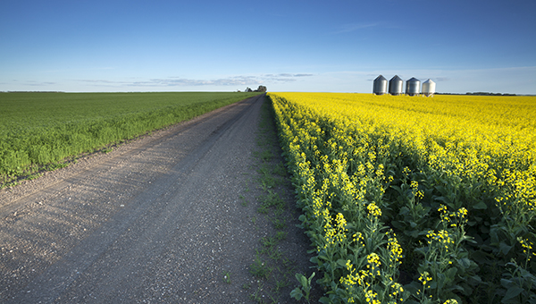 Canola fungicide timing 