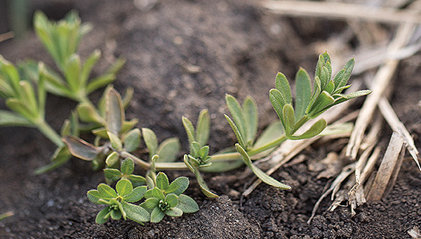 The True Cost of Herbicide-Resistant Weeds