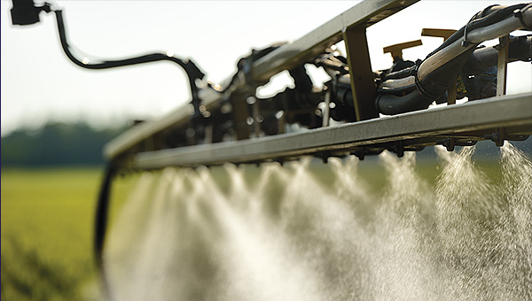 Strike First Against Sclerotinia