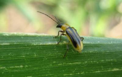 Western CRW male