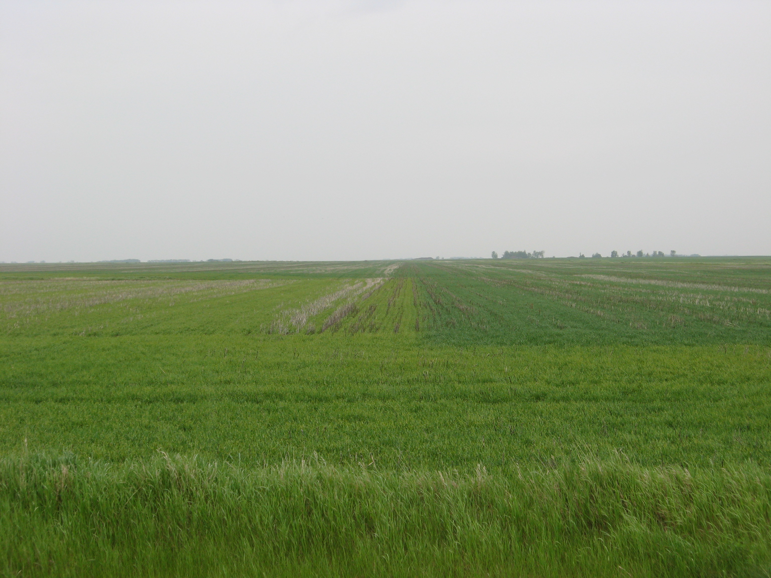 Yellowing and leaf burn of crop is caused by high solvent load tank-mix