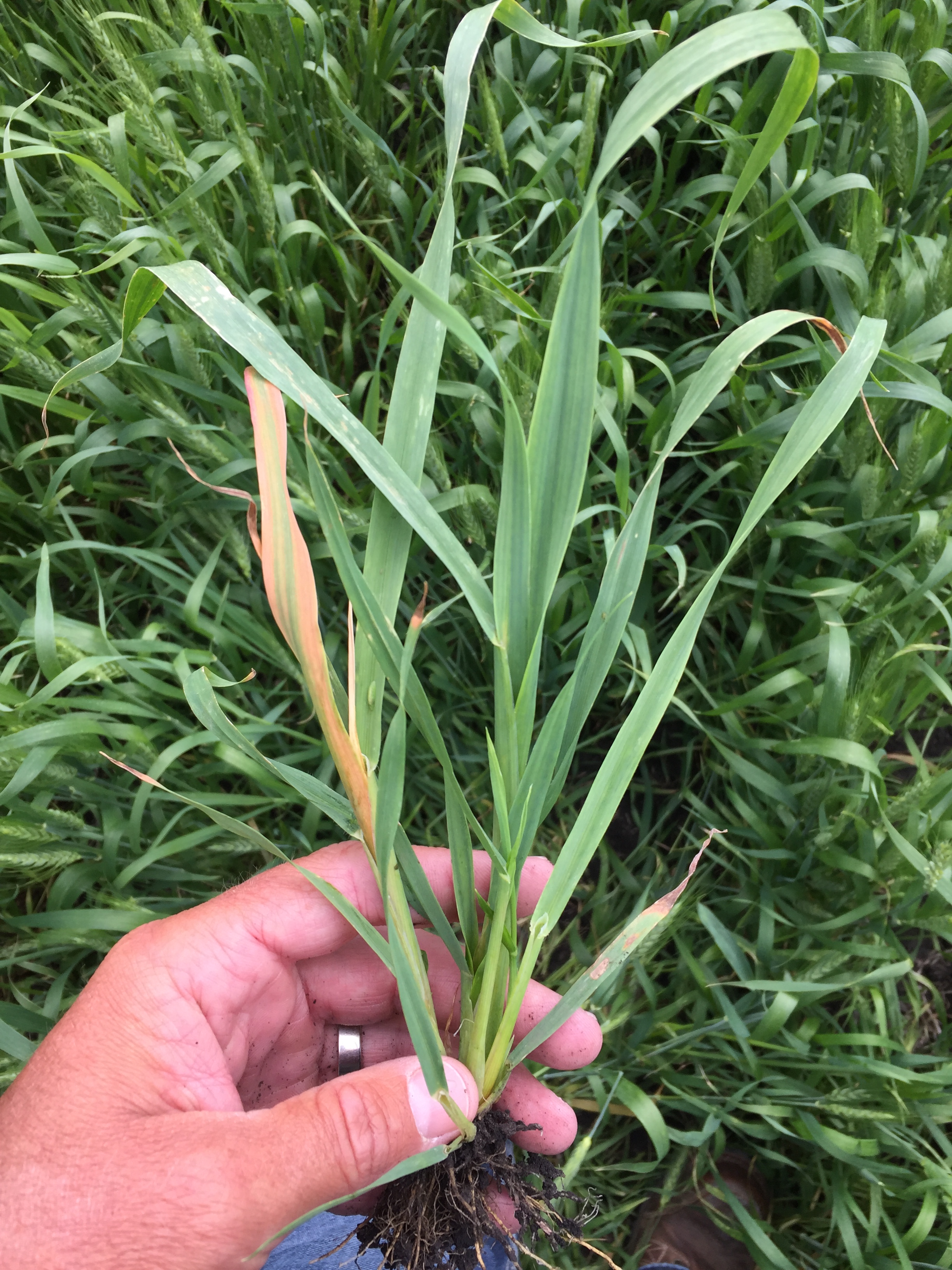 Poor control of large wild oat in cool conditions