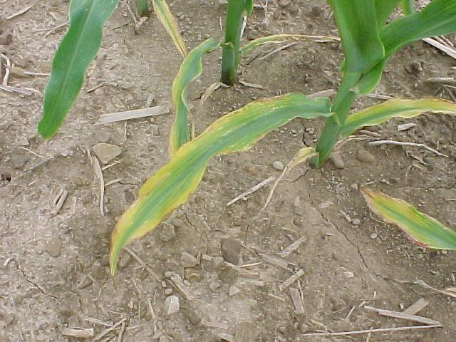 Symptoms of potassium deficiency in corn