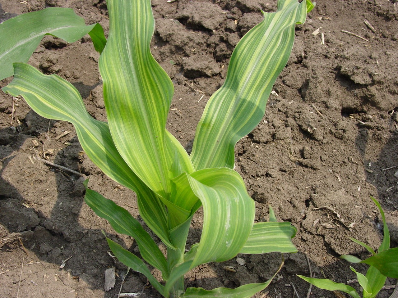 Symptoms of zinc deficiency in corn