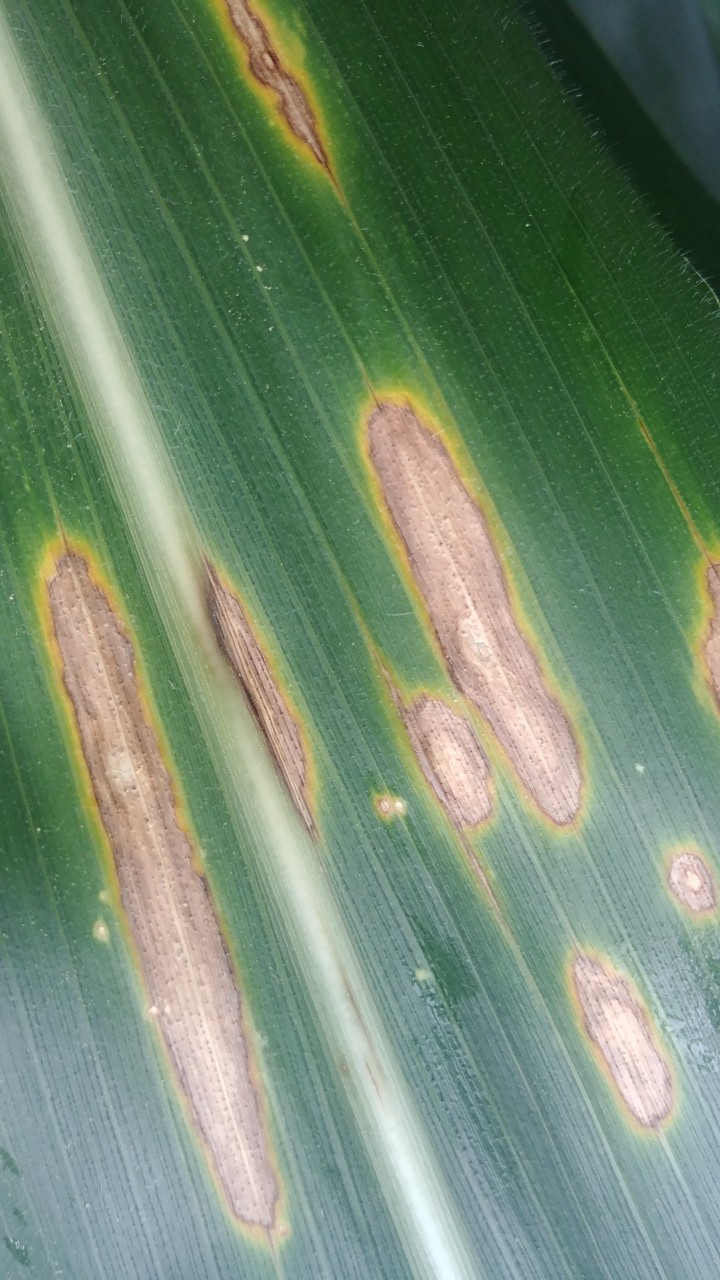 Early diplodia leaf streak symptoms.