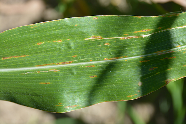 Lesions of initial infection by bacterial leaf streak