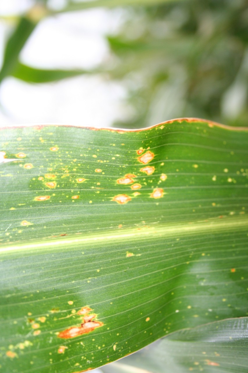 Early diplodia leaf streak symptoms.