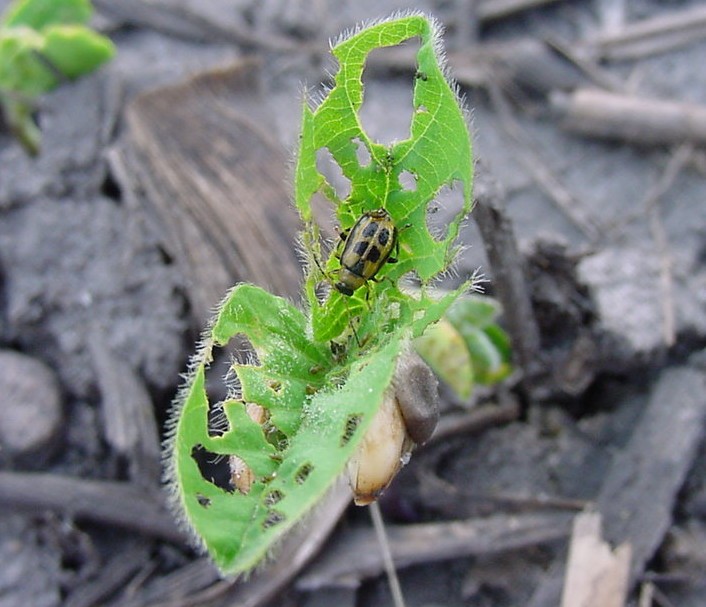 Bean leaf beetle adults