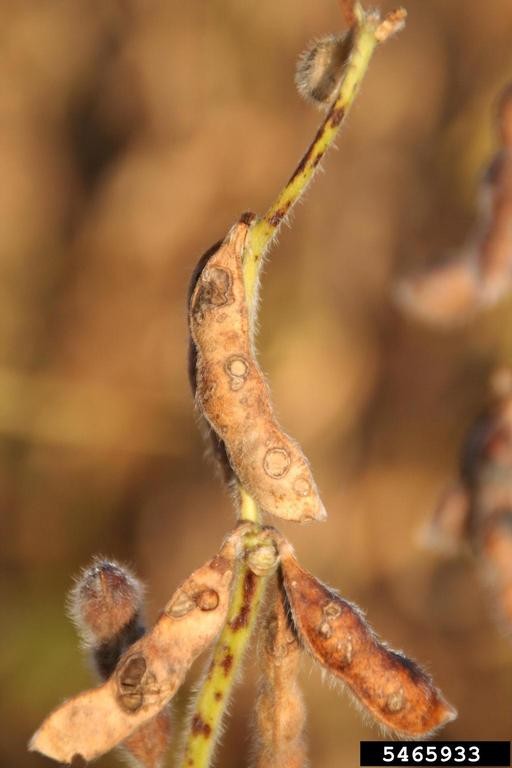 Bean leaf beetle adult feeding injury to pods